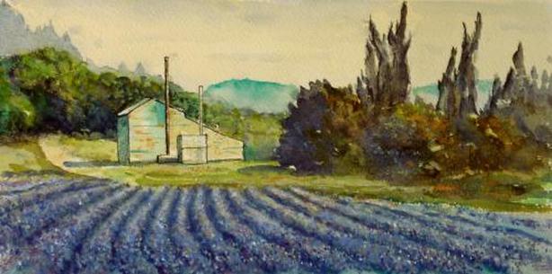 Lavender Fields & Distillery near Sault & Aurel, Provence France